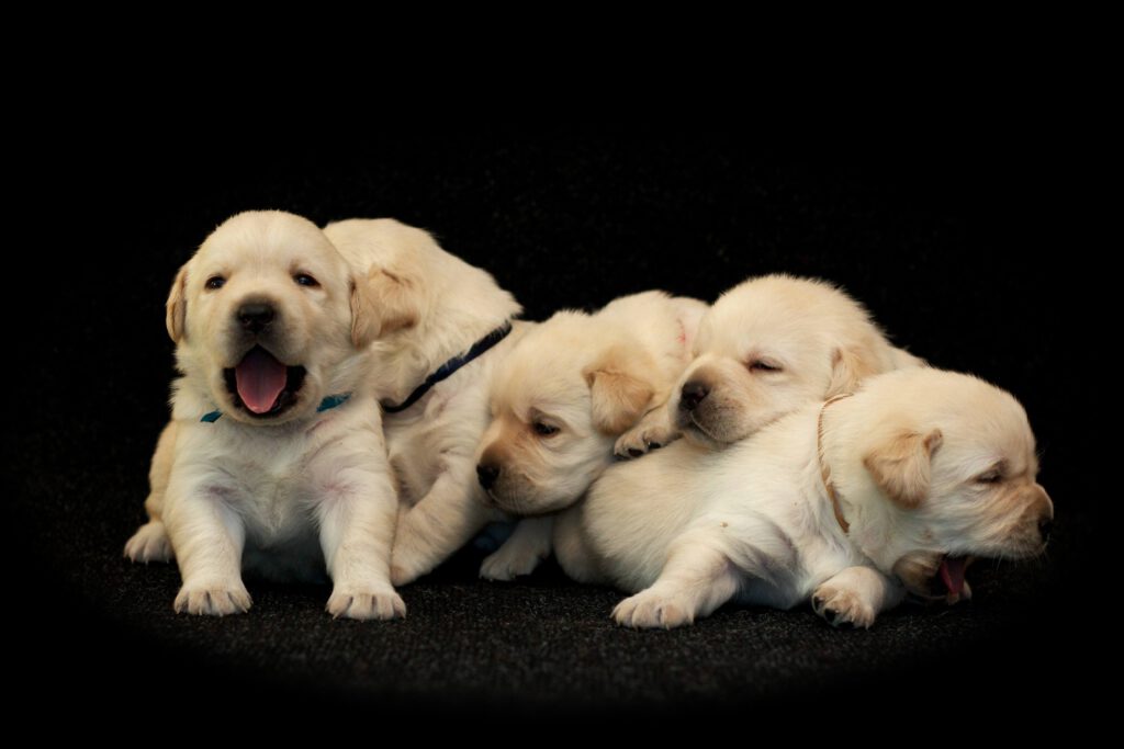 Dog graphic
